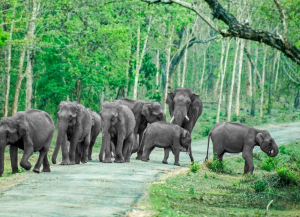 1 Night 2 Days Bandipur Tour from Bangalore with Windflower Tusker Trails