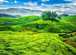 Best of Munnar Tour Package - 2 Night 3 Days Sightseeing