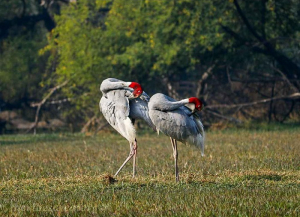 7 Nights 8 Days Golden Triangle Tour with Bharatpur, Ranthambore