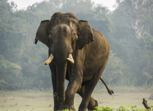 2 Days Nagarhole Weekend Tour Package from Mysore