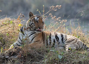 2 Nights 3 Days Kanha Wildlife Tour - Itinerary, Packages