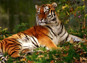 3 Nights 4 Days Kanha Wildlife Tour - Itinerary, Packages