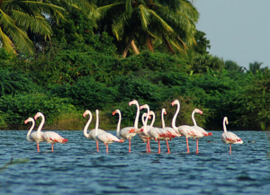 8 Days Kerala Cultural Heritage Tour with Wildlife, Hill Stations and Beaches