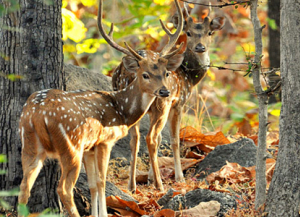 2 Nights 3 Days Pench Tour from Nagpur