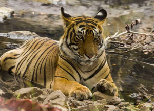 8 Days Golden Triangle Tour with Ranthambore - Itinerary, Package, Safari