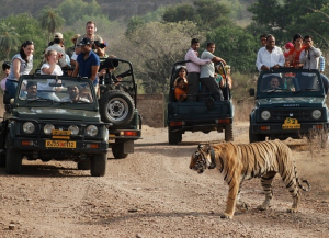 2 Nights 3 Days Ranthambore Tour from Delhi - Itinerary, Packages