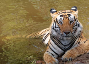 4 Nights 5 Days Tadoba and Pench National Park Tour