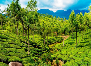 11 Nights 12 Days Kerala Family Tour Packages from Mumbai