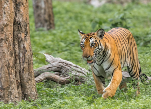 2 Days Nagarhole Weekend Tour Package from Bangalore