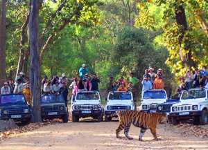 2 Nights 3 Days Tadoba Tour Packages from Nagpur - Safari, Booking